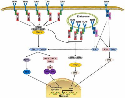 Inflammatory Role of TLR-MyD88 Signaling in Multiple Sclerosis